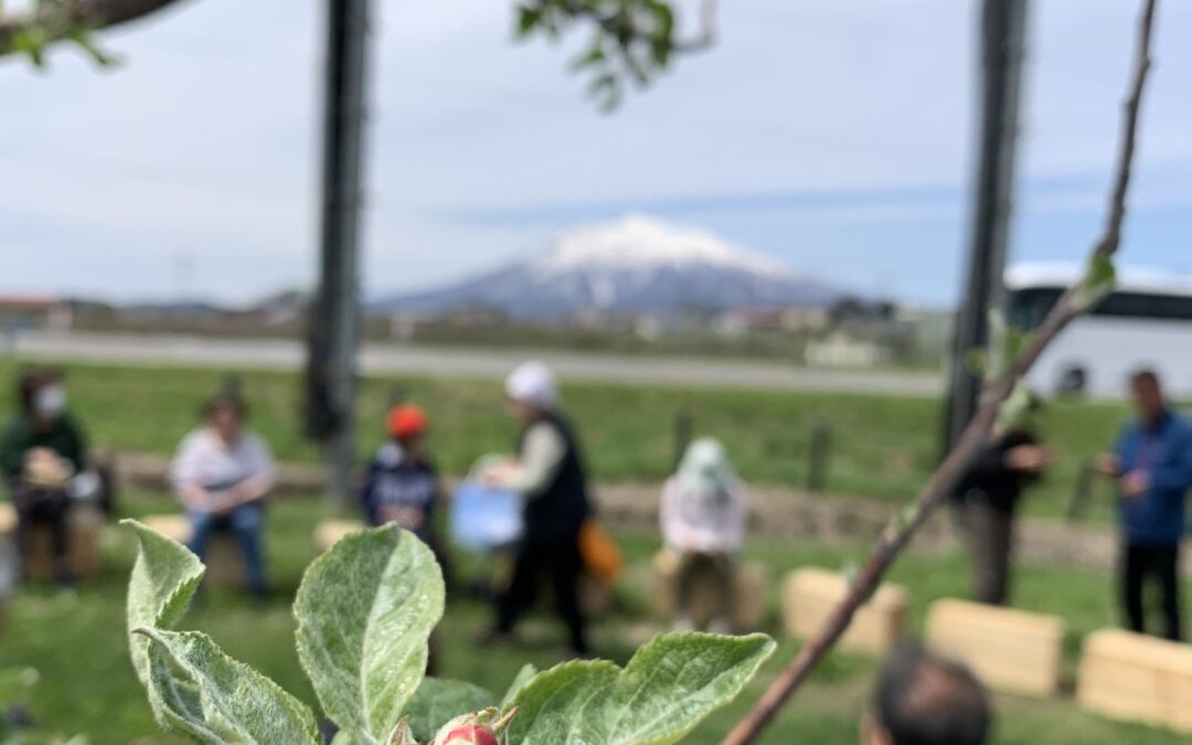 りんごのお花見歴史ツアー