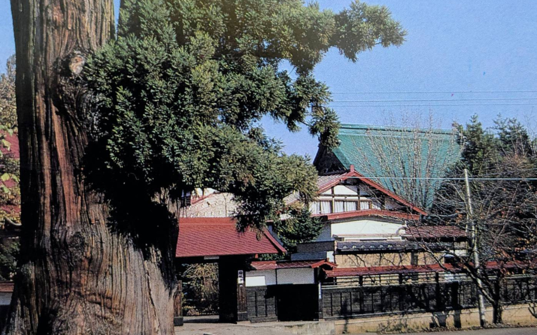 長勝寺の太郎杉覚えてますか？