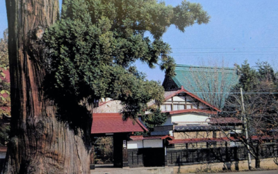 長勝寺の太郎杉覚えてますか?