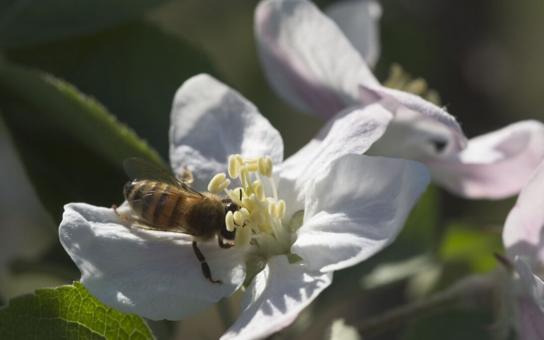 マメコバチの目線で今の津軽を考える