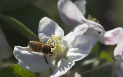 マメコバチの目線で今の津軽を考える