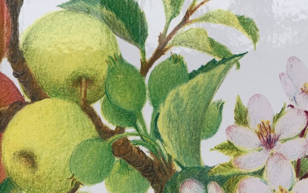 『かおりとリンゴのほっぺたちゃん』