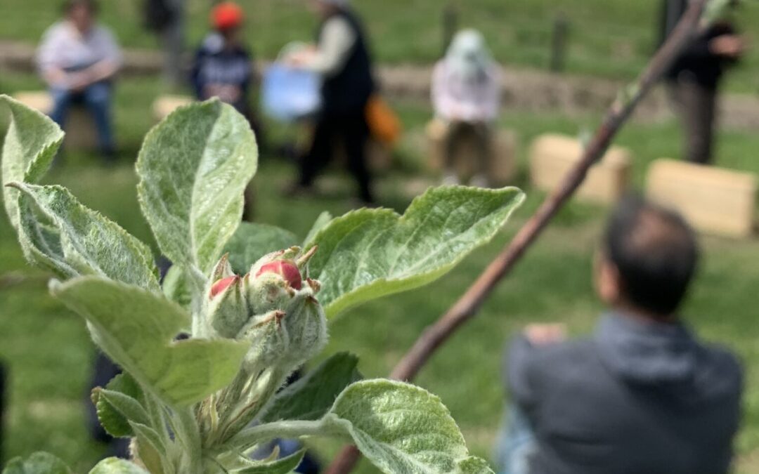 りんごの花とマメコバチの春が来ます