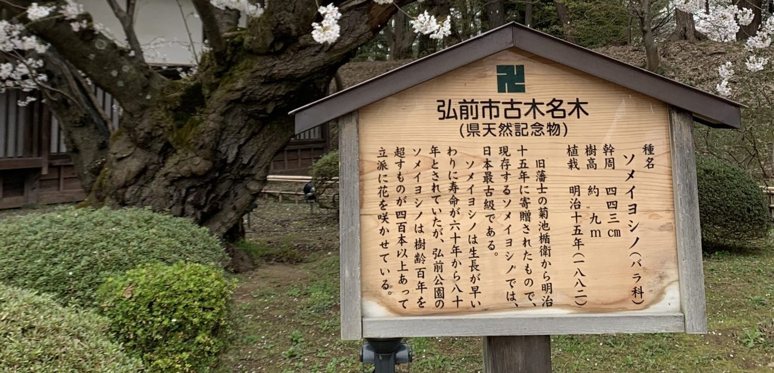 菊池楯衛植栽桜